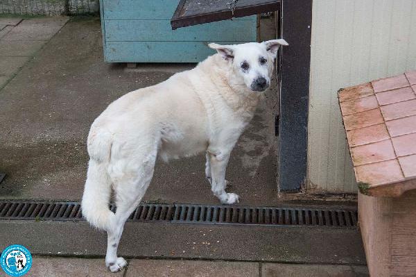 Olaf, dieci anni di casa. Oggi solo un nome e tanta attesa. Foto 7